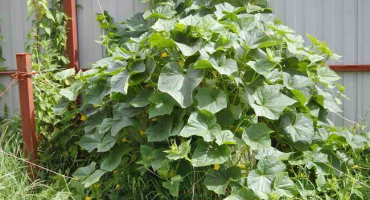 Originální způsoby pěstování okurek na malých plochách